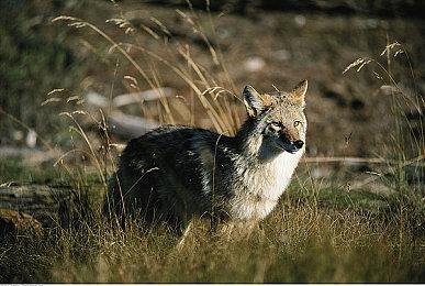 《战锤40K：暗潮》“狂信徒”预告 11月30日正式发售